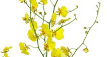 Oncidium