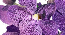 Vanda