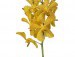 YELLOW SALAYA