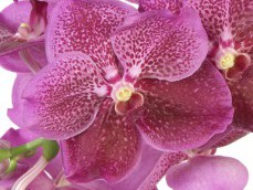 VANDA PURPLE