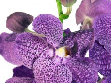 VANDA BLUE