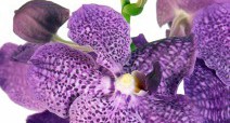 VANDA BLUE